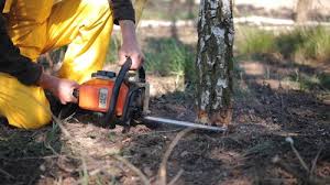 Best Tree Removal  in Hubbard, OR