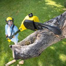 Best Tree Trimming and Pruning  in Hubbard, OR