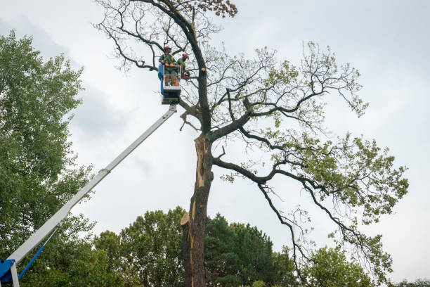 Best Hazardous Tree Removal  in Hubbard, OR