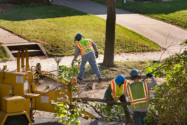 Reliable Hubbard, OR Tree Services Solutions