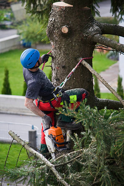 Best Lot and Land Clearing  in Hubbard, OR