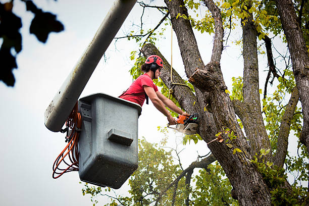 Best Root Management and Removal  in Hubbard, OR