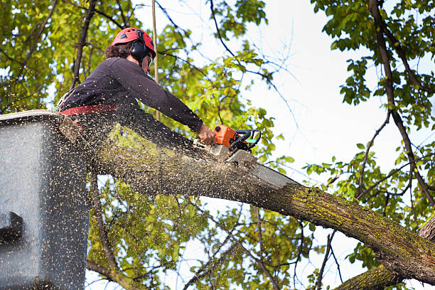 Best Tree Maintenance Programs  in Hubbard, OR