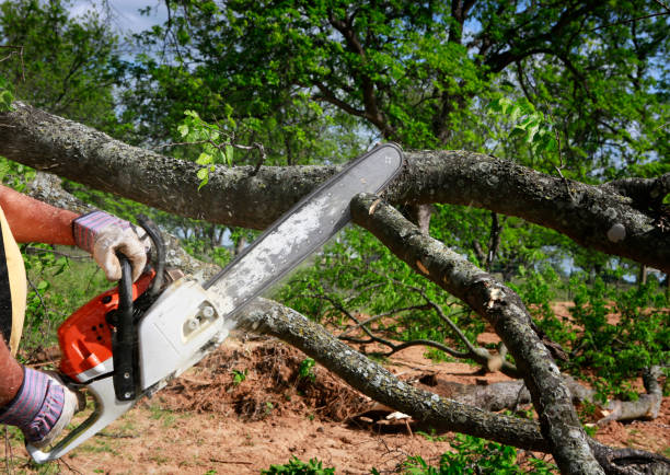 Best Tree Preservation Services  in Hubbard, OR